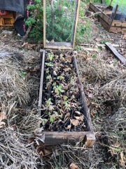 Oak seedlings